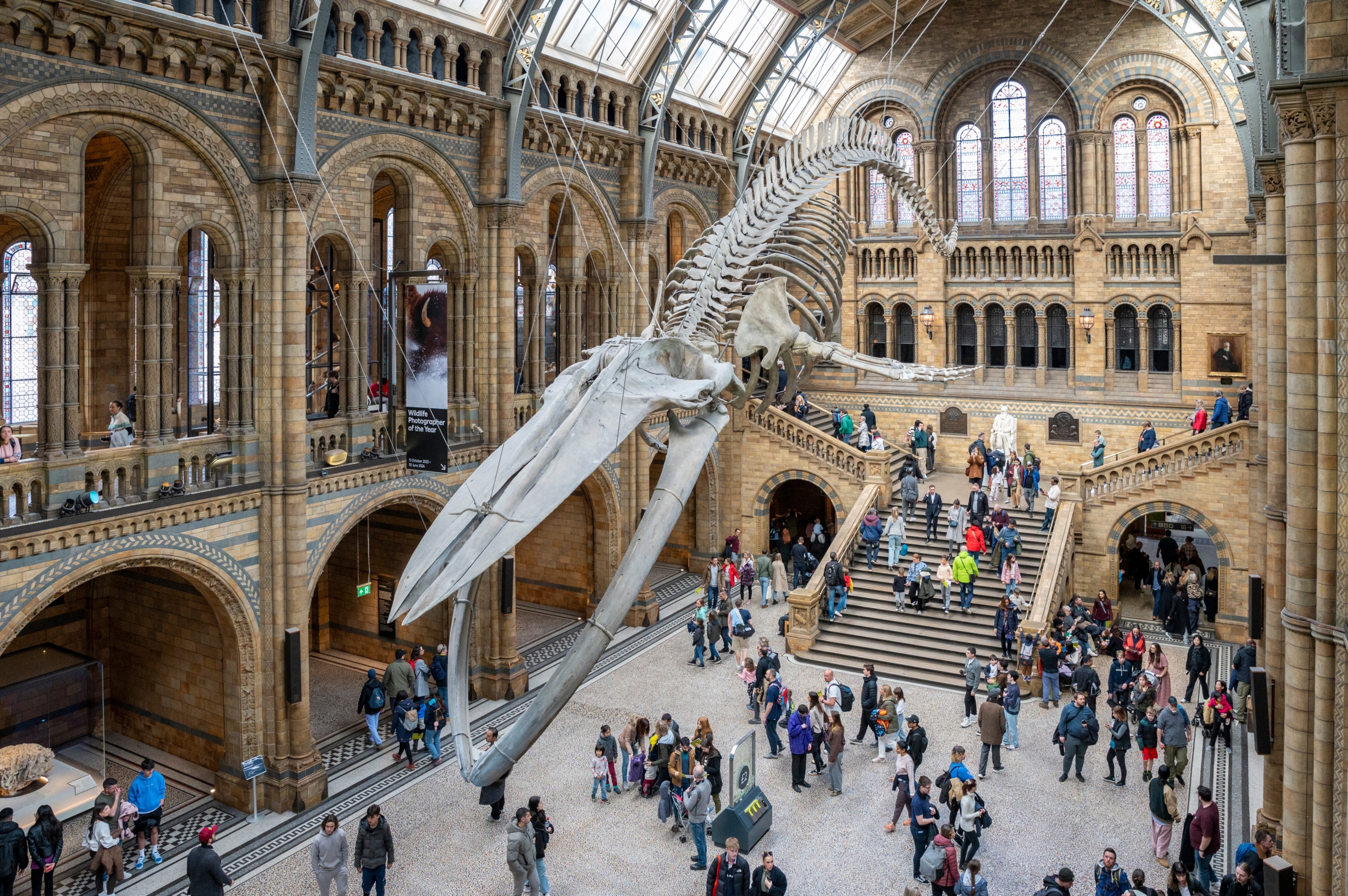 a dinosaur skeleton in a museum 